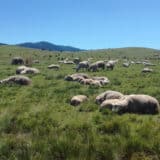 Na Sjeničko-pešterskoj visoravni ugrožena vodoizvorišta i stočari 5