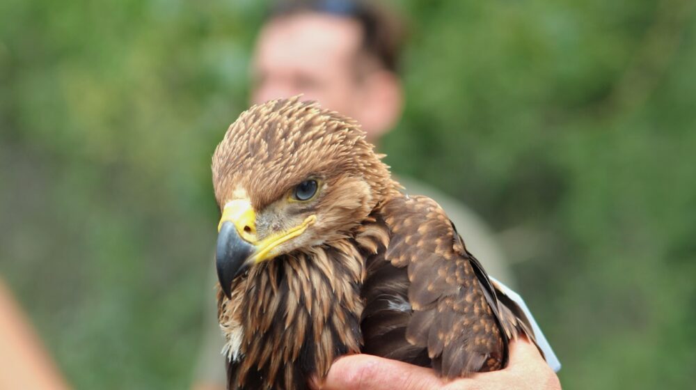 U Banatu se izleglo pet mladunaca orla krstaša 1