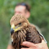 U Banatu se izleglo pet mladunaca orla krstaša 2