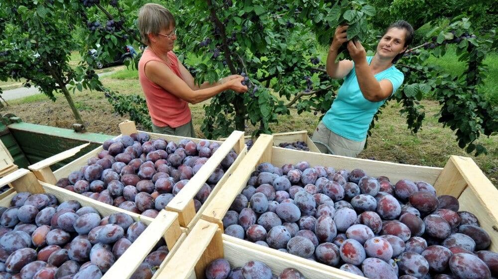 U vranjskom kraju dobar rod šljiva, ali loša otkupna cena 1