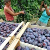 PKB-ova pekmezara u Grockoj napuštena i devastirana 11