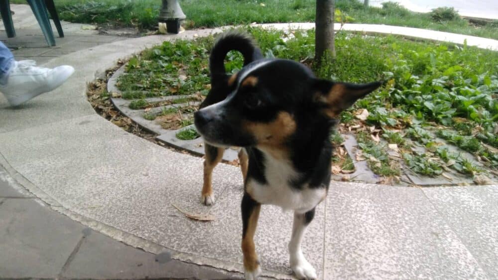 Problem u Užicu: Čak 216 građana podnelo je prijave zbog ujeda uličnih pasa (VIDEO) 4