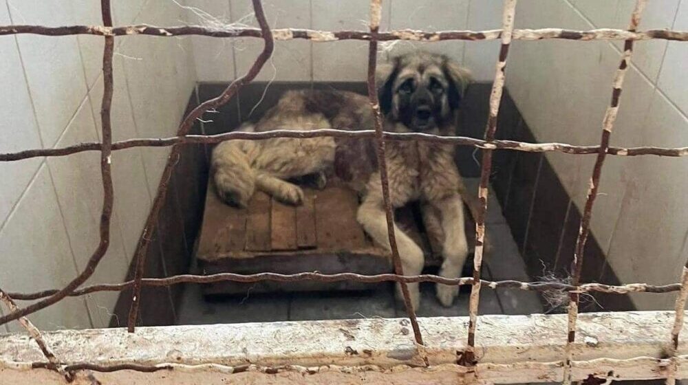Organizacija "Kućica za spas" traži transparentan rad Prihvatilišta za pse u Jagodini 1