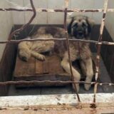 Organizacija "Kućica za spas" traži transparentan rad Prihvatilišta za pse u Jagodini 18
