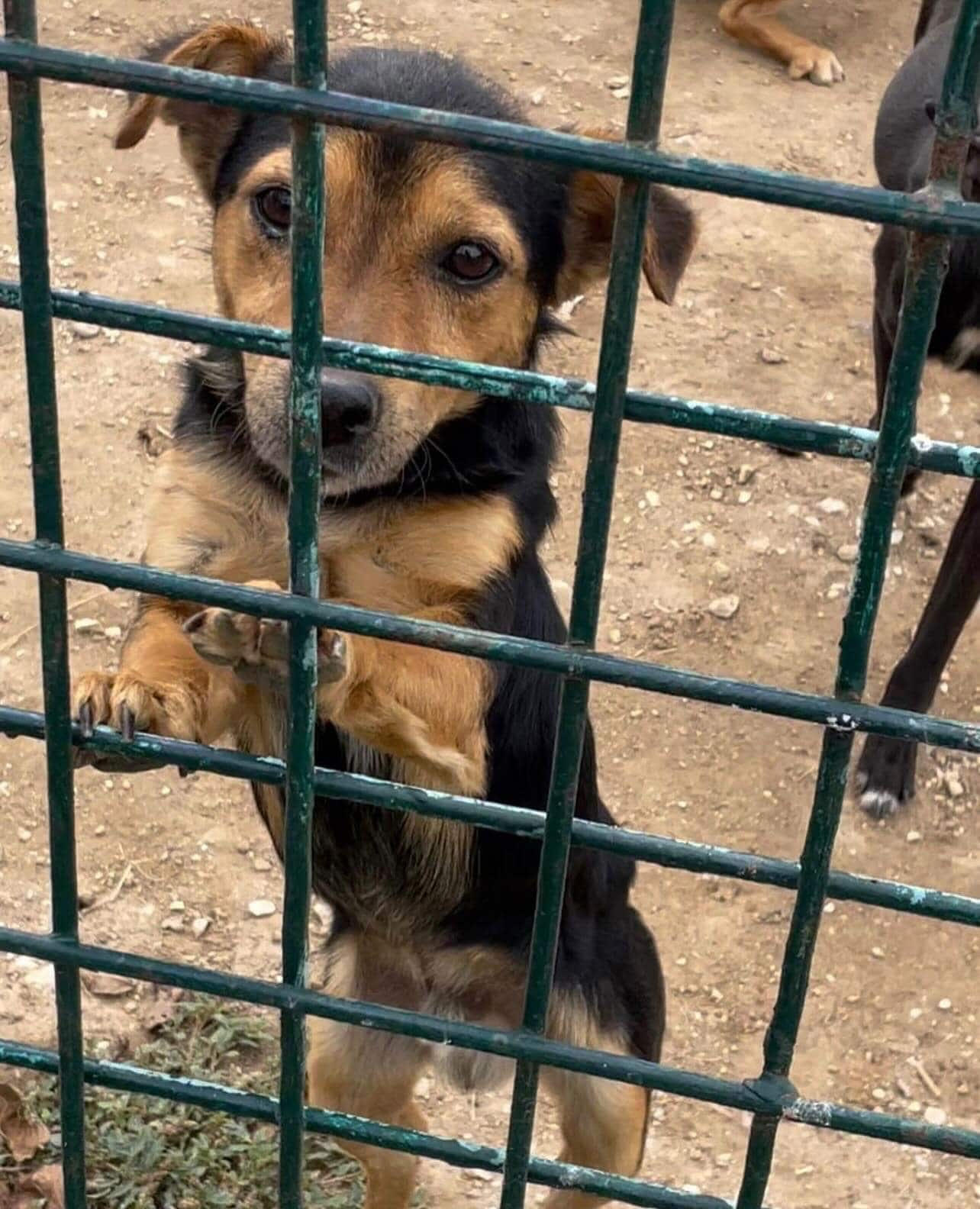 Organizacija "Kućica za spas" traži transparentan rad Prihvatilišta za pse u Jagodini 2