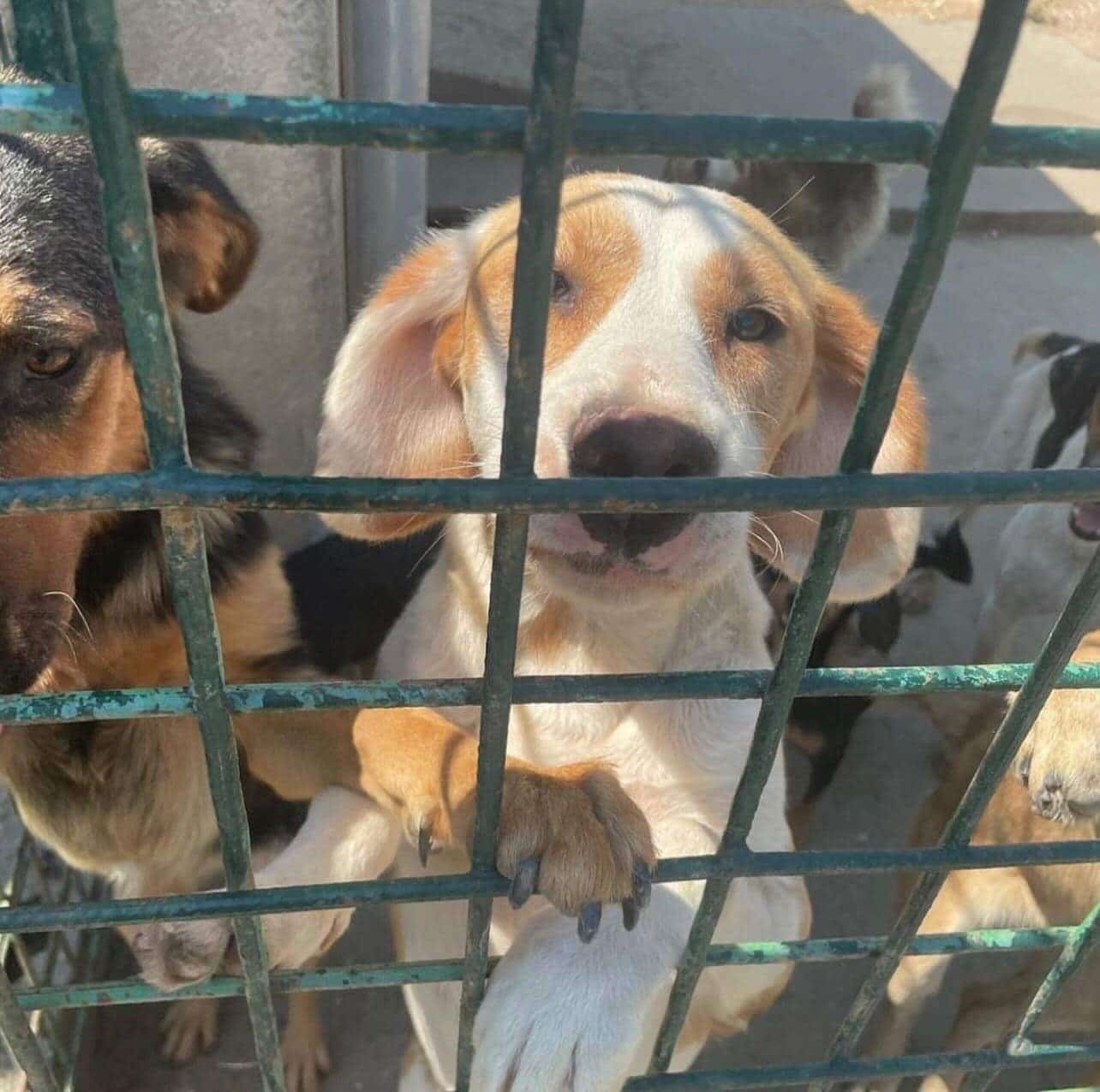 Organizacija "Kućica za spas" traži transparentan rad Prihvatilišta za pse u Jagodini 3 Organizacija "Kućica za spas" traži transparentan rad Prihvatilišta za pse u Jagodini 3