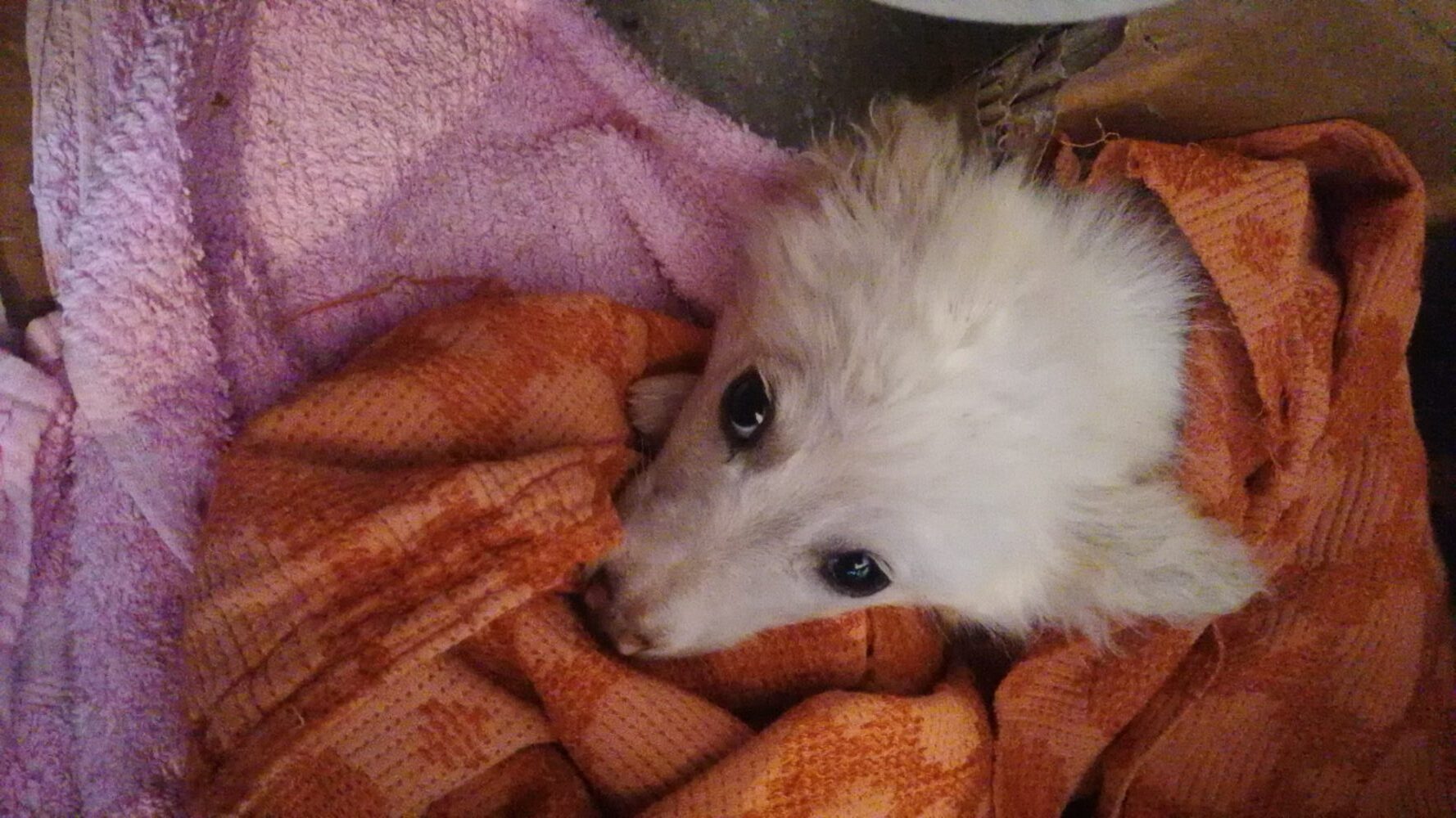 Problem u Užicu: Čak 216 građana podnelo je prijave zbog ujeda uličnih pasa (VIDEO) 6