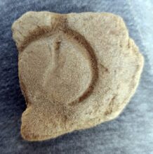 Golubac: Dragoceni nalazi na arheološkom lokalitetu Žuto brdo 4