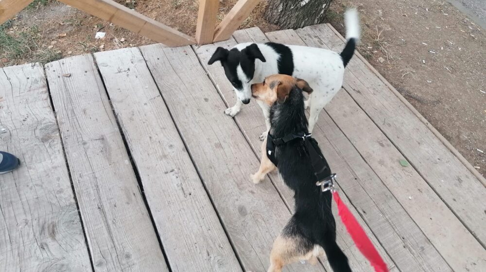 Problem u Užicu: Čak 216 građana podnelo je prijave zbog ujeda uličnih pasa (VIDEO) 1