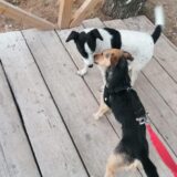 Problem u Užicu: Čak 216 građana podnelo je prijave zbog ujeda uličnih pasa (VIDEO) 12