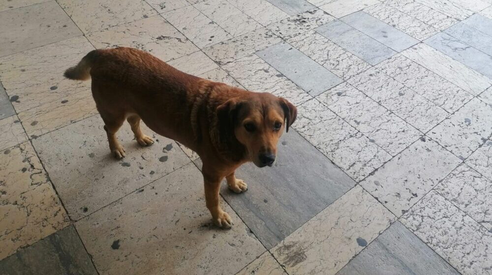 Nastavlja se izgradnja prihvatilišta za pse i mačke lutalice u Novom Pazaru 1