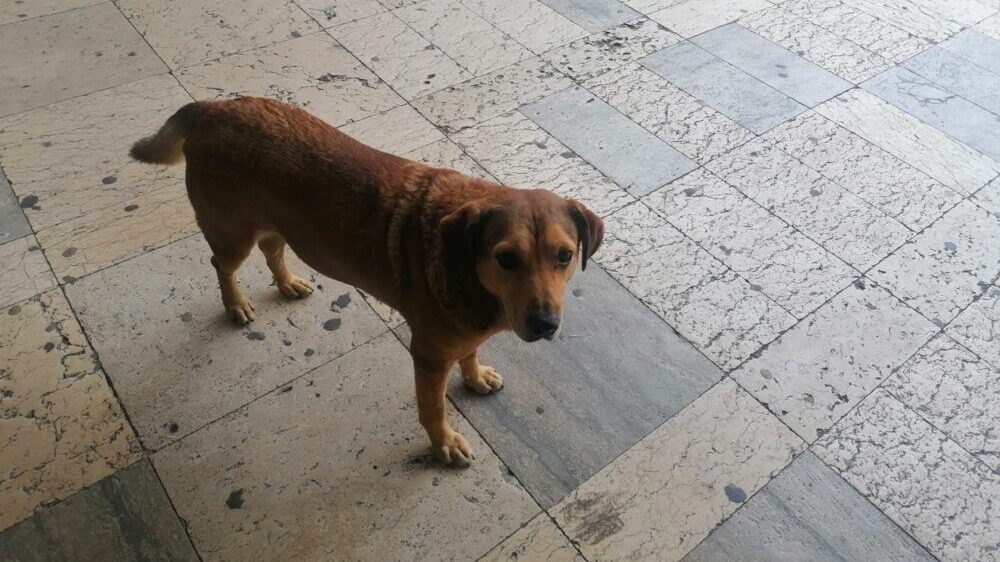 Problem u Užicu: Čak 216 građana podnelo je prijave zbog ujeda uličnih pasa (VIDEO) 5