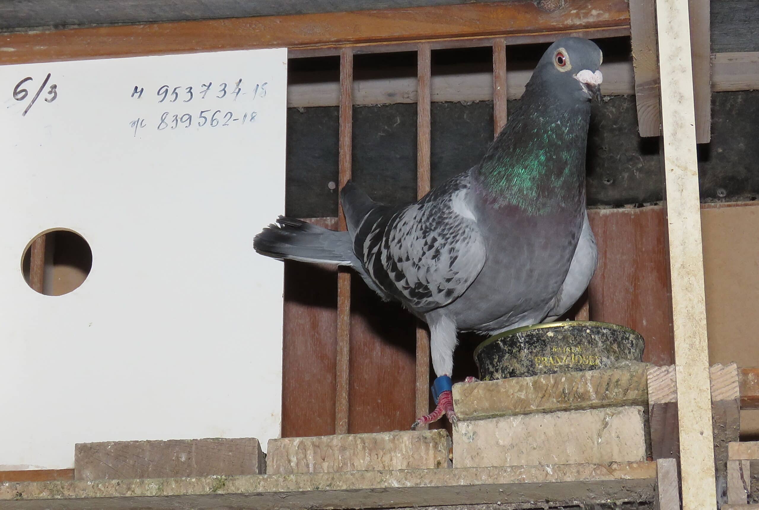 Podvig srpskog goluba pismonoše: Iz San Sebastijana leteo 21 dan do Tabanovića kod Šapca 4