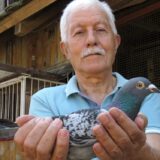 Podvig srpskog goluba pismonoše: Iz San Sebastijana leteo 21 dan do Tabanovića kod Šapca 3