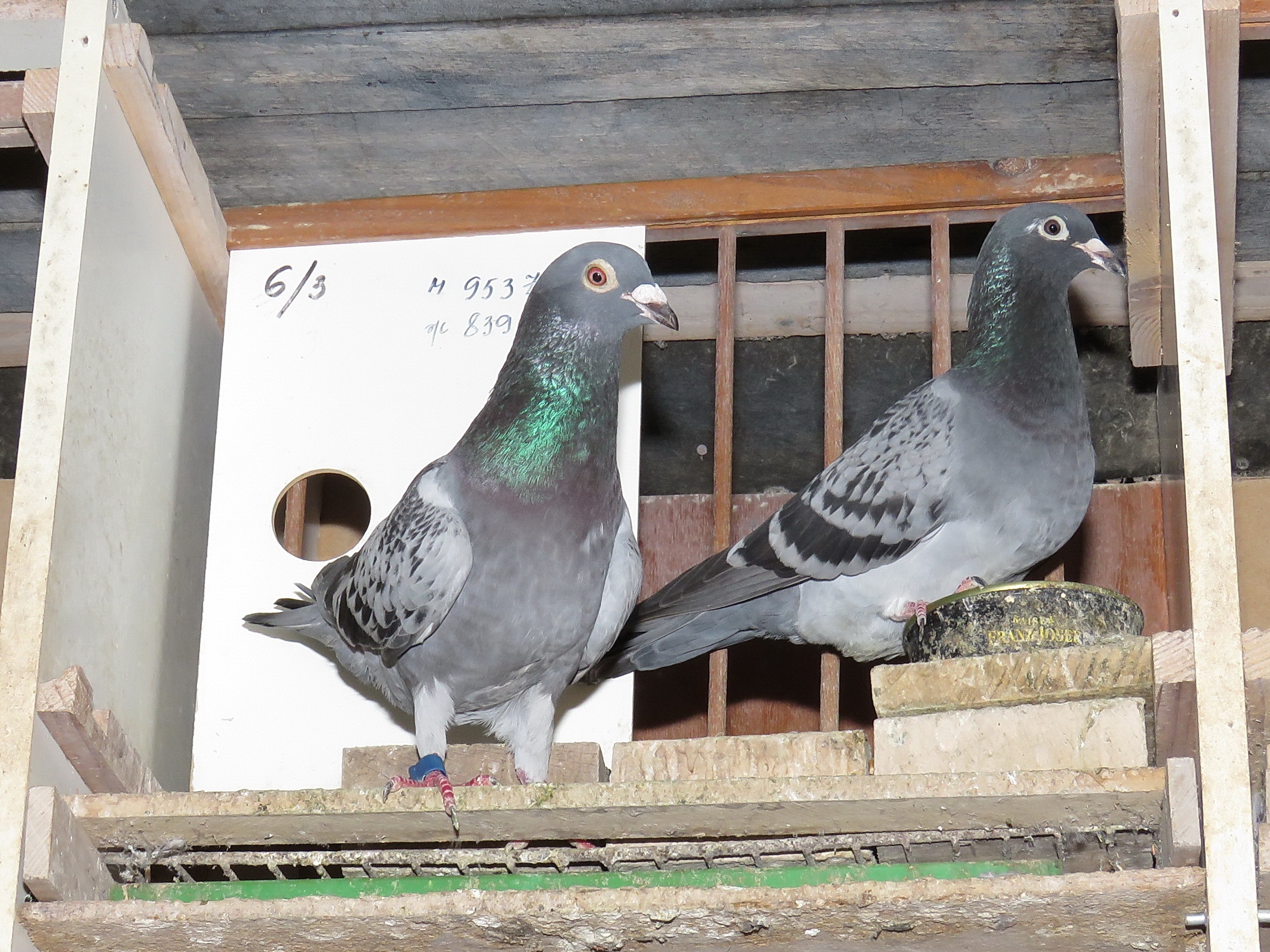 Podvig srpskog goluba pismonoše: Iz San Sebastijana leteo 21 dan do Tabanovića kod Šapca 2