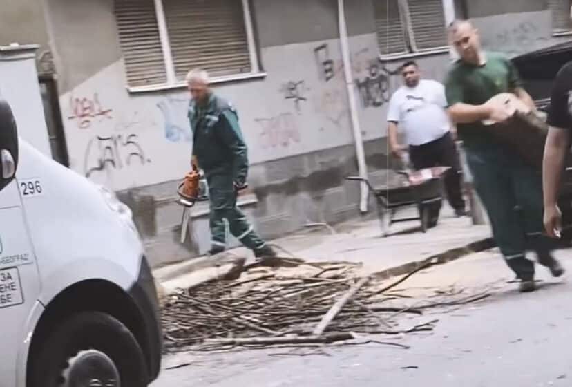 Seča drveća u Tomaša Ježa: Iz Zelenila Beograd ne odgovaraju Danasu zbog čega su odsečena već četiri stabla 1