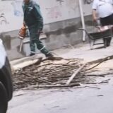 Seča drveća u Tomaša Ježa: Iz Zelenila Beograd ne odgovaraju Danasu zbog čega su odsečena već četiri stabla 6