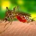 Subotica: Tretman suzbijanja odraslih komaraca od 4. do 8. avgusta 4