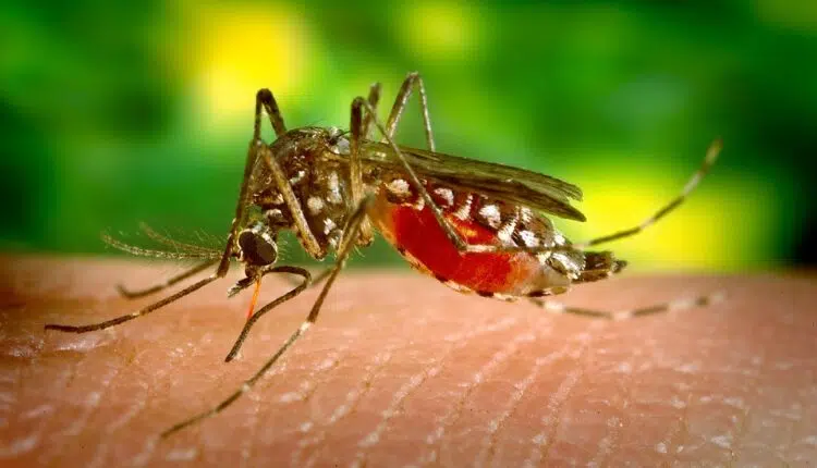 Ciklonizacija u sredu tretira komarce u više zrenjaninskih sela 1