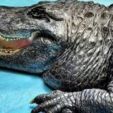 Na današnji dan u beogradski Zoološki vrt stigao je Muja, najstariji živi američki aligator na svetu 11