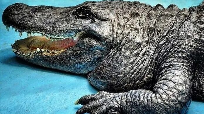 Na današnji dan u beogradski Zoološki vrt stigao je Muja, najstariji živi američki aligator na svetu 13