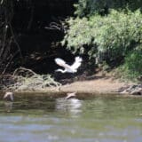 Spust Velikom Moravom od 18. do 21. avgusta 6