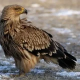 Društvo za proučavanje ptica Srbije: Postoji nada da možemo očekivati oporavak populacije orlova krstaša 3