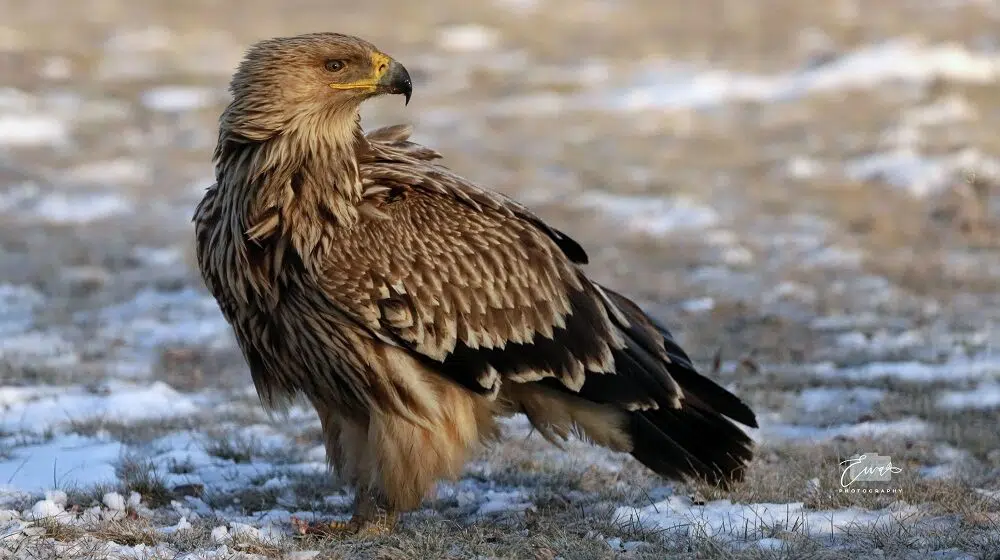 Društvo za proučavanje ptica Srbije: Postoji nada da možemo očekivati oporavak populacije orlova krstaša 1