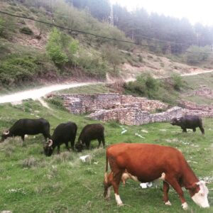 Novi Pazar: Nemar ugrožava kulturno-istorijsko nasleđe 3 Novi Pazar: Nemar ugrožava kulturno-istorijsko nasleđe 3