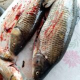 Pomor ribe u Moravici kod Arilja zbog naglog ispuštanja vode iz MHE 10
