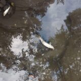 Beograd u pokretu: Pomor ribe u Čukaričkom rukavcu zbog višegodišnjeg nemara 3