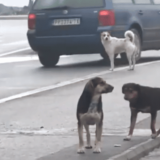 Čekajući azil za pse lutalice stanovnici Vladičinog Hana plaćaju šintersku službu milion dinara 13