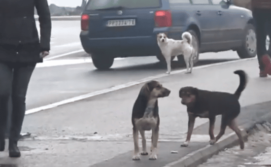 Čekajući azil za pse lutalice stanovnici Vladičinog Hana plaćaju šintersku službu milion dinara 1