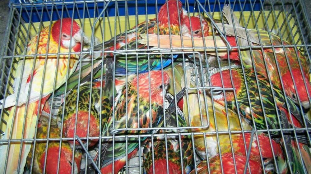 U autobusima zmije i žabe, u pošiljkama tarantule, a automobilima ptice: Koje životinje krijumčari švercuju preko granice 1