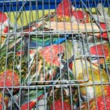 U autobusima zmije i žabe, u pošiljkama tarantule, a automobilima ptice: Koje životinje krijumčari švercuju preko granice 5