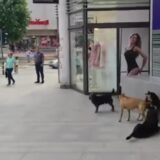 Erdoganova stranka predložila zakon o psima lutalicama koji kritičari osuđuju kao nehuman 7