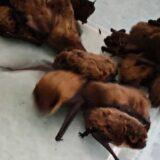 Dvadeset šišmiša upalo u zagrebačku bolnicu 9