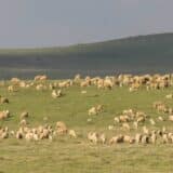 Zbog suše u sjeničkoj opštini situacija alarmantna, u Tutinu restriktivno snabdevanje vodom 11