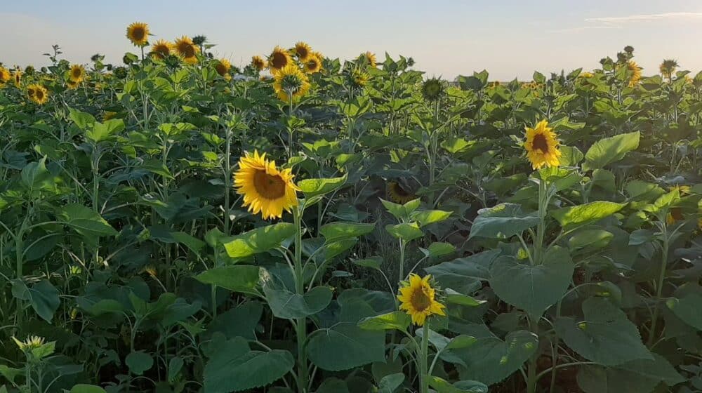 Otkupna cena suncokreta će pasti, dobar rod 1