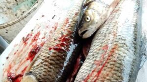 Najavljene prijave protiv MHE Brusnik, zbog uginuća ribe u Moravici kod Arilja 2