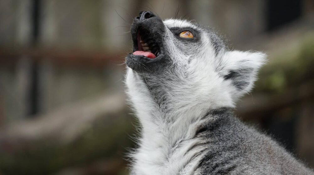 Bejbi bum u osiječkom ZOO vrtu: Pet vidri, dve antilope, deva i malih osam vukova 1