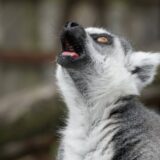 Bejbi bum u osiječkom ZOO vrtu: Pet vidri, dve antilope, deva i malih osam vukova 6