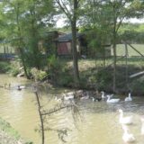 Jezera u Sremu: Šelevrenac – netaknuta oaza prirode 9