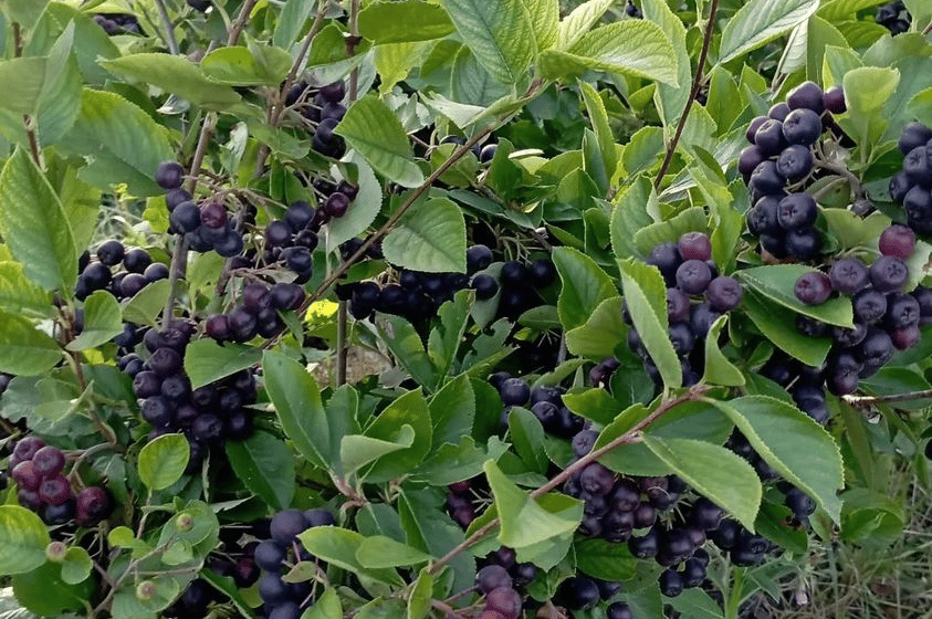 Porodica Marčeta bavi se uzgojom aronije: Biljka koja malo traži a puno daje 1
