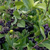 Porodica Marčeta bavi se uzgojom aronije: Biljka koja malo traži a puno daje 9