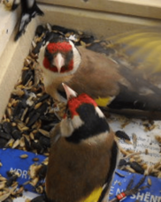 U autobusima zmije i žabe, u pošiljkama tarantule, a automobilima ptice: Koje životinje krijumčari švercuju preko granice 10