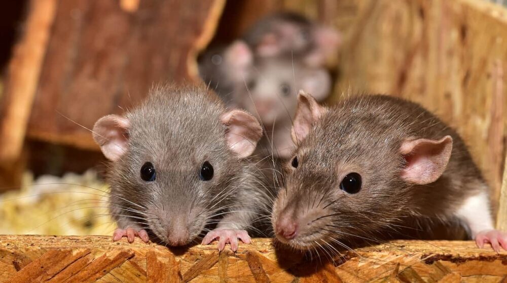 Počinje deratizacija u celoj Subotici 1