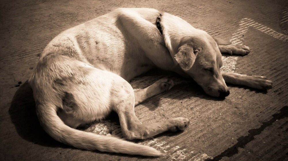 Misteriozni virus ubio desetine pasa u Mičigenu, vererinari zabrinuti 1