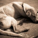 Misteriozni virus ubio desetine pasa u Mičigenu, vererinari zabrinuti 1