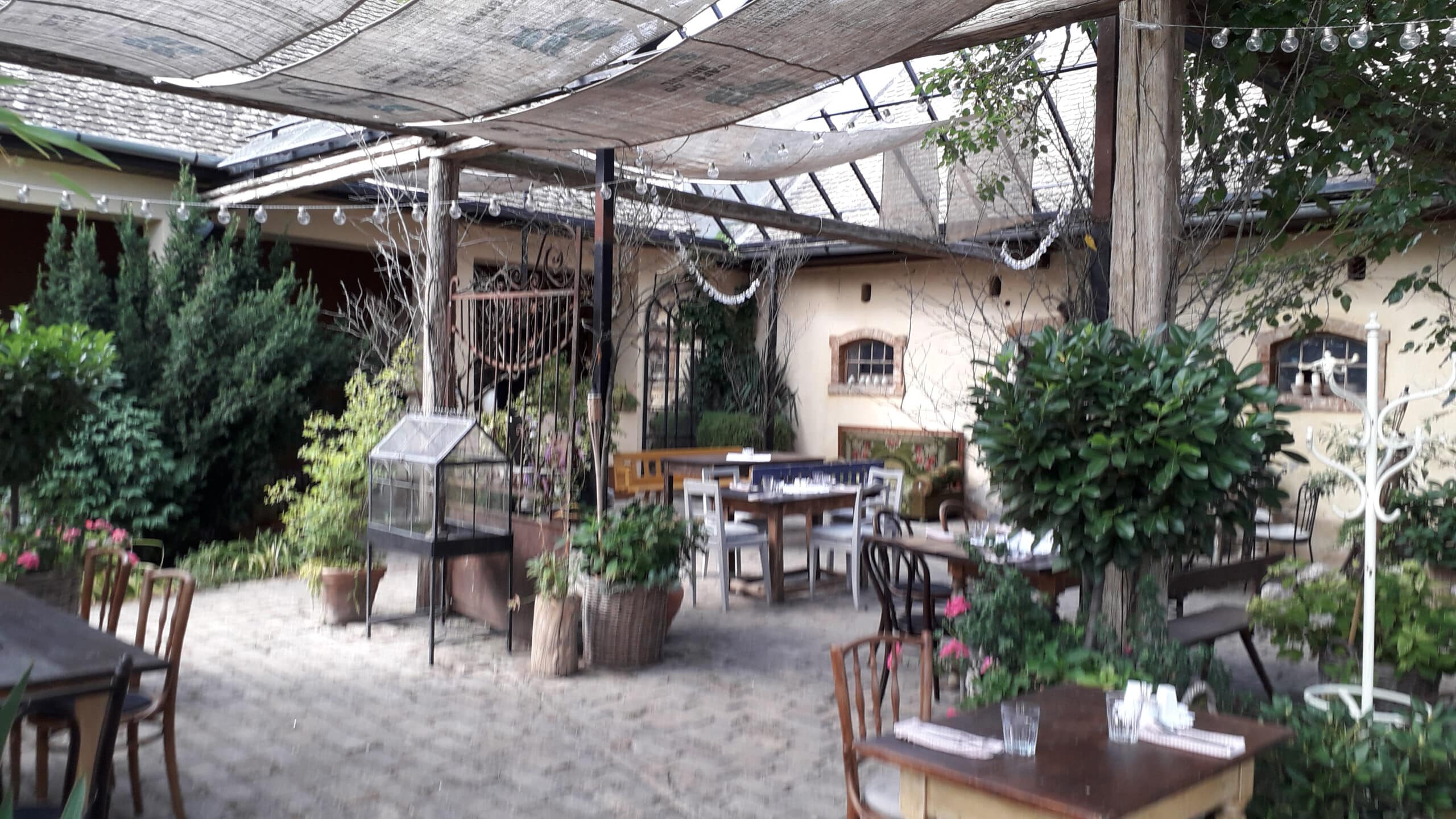 Bački ručak ispod dudova 3